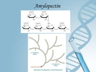 Amylopectin
 