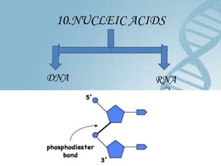10.NUCLEIC ACIDS



DNA            RNA
 