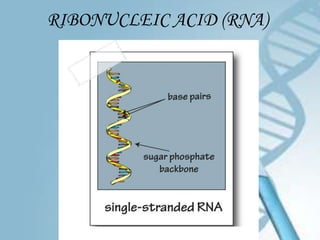 RIBONUCLEIC ACID (RNA)
 