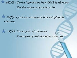 mRNA : Carries information from DNA to ribosome
        Decides sequence of amino acids

   tRNA: Carries an amino acid from cytoplasm to
r ibosome

   rRNA: Forms parts of ribosomes
         Forms part of seat of protein synthesis
 