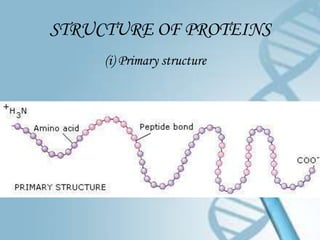 STRUCTURE OF PROTEINS
     (i) Primary structure
 