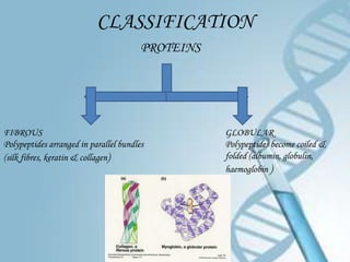 CLASSIFICATION
                                        PROTEINS




FIBROUS                                            GLOBULAR
Polypeptides arranged in parallel bundles          Polypeptides become coiled &
(silk fibres, keratin & collagen)                  folded (albumin, globulin,
                                                   haemoglobin )
 