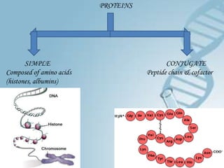 PROTEINS




       SIMPLE                               CONJUGATE
Composed of amino acids              Peptide chain & cofactor
(histones, albumins)
 