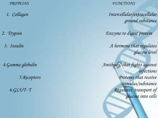 PROTEINS                FUNCTIONS

  1. Collagen            Intercellular/extracellular
                                  ground substance

2. Trypsin             Enzyme to digest protein

 3. Insulin               A hormone that regulates
                                      glucose level

4.Gamma globulin      Antibody, that fights against
                                         infections
        5.Receptors          Proteins that receive
                               stimulus/substance
   6.GLUT- T               Regulates transport of
                                  glucose into cells
 