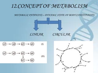 12.CONCEPT OF METABOLISM
 METABOLIC PATHWAYS – DYNAMIC STATE OF BODY CONSTITUENTS




           LINEAR          CIRCULAR
 
