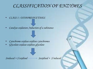 CLASSIFICATION OF ENZYMES

• CLASS 1 : OXIDOREDUCTASES


• Catalyse oxidation /reduction of a substance



• Cytochrome oxidase oxidises cytochromes
• Glycolate oxidase oxidises glycolate



Sreduced + S’oxidised          Soxidised + S’reduced
 
