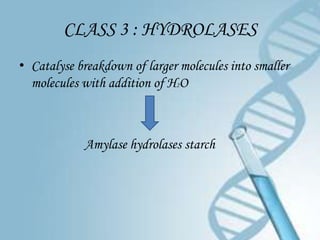 CLASS 3 : HYDROLASES
• Catalyse breakdown of larger molecules into smaller
  molecules with addition of H2O



            Amylase hydrolases starch
 