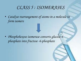 CLASS 5 : ISOMERASES
• Catalyse rearrangement of atoms in a molecule to
  form isomers



• Phosphohexose isomerase converts glucose 6-
  phosphate into fructose -6-phosphate
 