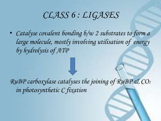 CLASS 6 : LIGASES
• Catalyse covalent bonding b/w 2 substrates to form a
  large molecule, mostly involving utilisation of energy
  by hydrolysis of ATP



RuBP carboxylase catalyses the joining of RuBP & CO2
  in photosynthetic C fixation
 