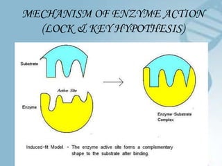 MECHANISM OF ENZYME ACTION
  (LOCK & KEY HYPOTHESIS)
 