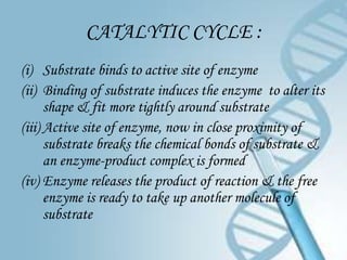 CATALYTIC CYCLE :
(i) Substrate binds to active site of enzyme
(ii) Binding of substrate induces the enzyme to alter its
      shape & fit more tightly around substrate
(iii) Active site of enzyme, now in close proximity of
      substrate breaks the chemical bonds of substrate &
      an enzyme-product complex is formed
(iv) Enzyme releases the product of reaction & the free
      enzyme is ready to take up another molecule of
      substrate
 