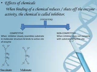 • Effects of chemicals
   When binding of a chemical reduces / shuts off the enzyme
  activity, the chemical is called inhibitor.
                                        INHIBITORS




        COMPETITIVE                                  NON-COMPETITIVE
When inhibitor closely resembles substrate           When inhibitor does not compete
in molecular structure & binds to active site        with substrate for active site
of enzyme
 