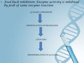 • Feed back inhibition: Enzyme activity is inhibited
  by prdt of same enzyme reaction

                   GLUCOSE-6-PHOSPHATE




                INHIBITS ACTION OF HEXOKINASE




                        CATALYSES




                 PHOSPHORYLATION OF GLUCOSE
 