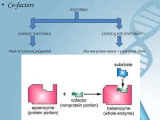 • Co-factors
                                  ENZYMES




        SIMPLE ENZYMES                             CONJUGATE ENZYMES



  Made of 1/several polypeptide        Has non-protein moiety + polypeptide chain
 