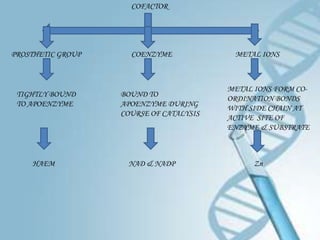 COFACTOR




PROSTHETIC GROUP     COENZYME             METAL IONS



                                         METAL IONS FORM CO-
 TIGHTLY BOUND     BOUND TO
                                         ORDINATION BONDS
 TO APOENZYME      APOENZYME DURING
                                         WITH SIDE CHAIN AT
                   COURSE OF CATALYSIS
                                         ACTIVE SITE OF
                                         ENZYME & SUBSTRATE



    HAEM            NAD & NADP                 Zn
 