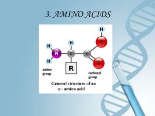 3. AMINO ACIDS
 