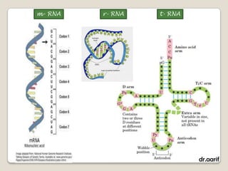 m- RNA   r- RNA   t- RNA




                           dr.aarif
 