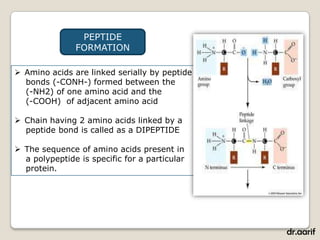 PEPTIDE
               FORMATION

 Amino acids are linked serially by peptide
  bonds (-CONH-) formed between the
  (-NH2) of one amino acid and the
  (-COOH) of adjacent amino acid

 Chain having 2 amino acids linked by a
  peptide bond is called as a DIPEPTIDE

 The sequence of amino acids present in
  a polypeptide is specific for a particular
  protein.




                                               dr.aarif
 
