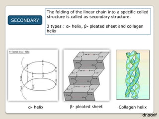 The folding of the linear chain into a specific coiled
                structure is called as secondary structure.
SECONDARY
                3 types : α- helix, β- pleated sheet and collagen
                helix




     α- helix               β- pleated sheet          Collagen helix
                                                                  dr.aarif
 