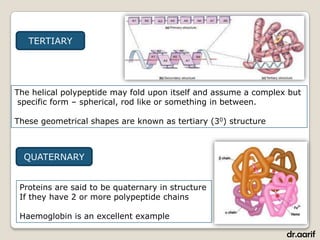 TERTIARY




The helical polypeptide may fold upon itself and assume a complex but
 specific form – spherical, rod like or something in between.

These geometrical shapes are known as tertiary (30) structure



  QUATERNARY


 Proteins are said to be quaternary in structure
 If they have 2 or more polypeptide chains

 Haemoglobin is an excellent example

                                                                 dr.aarif
 