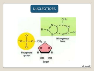 NUCLEOTIDES




              dr.aarif
 