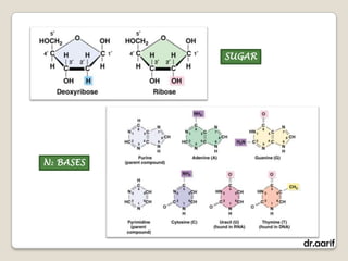 SUGAR




N2 BASES




                   dr.aarif
 