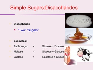 Simple Sugars:Disaccharides
 Disaccharide
 “Two” “Sugars”
 Examples:
 Table sugar = Glucose + Fructose
 Maltose = Glucose + Glucose
 Lactose = galactose + Glucose
 
