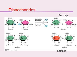 Disaccharides
Sucrose
Lactose
 