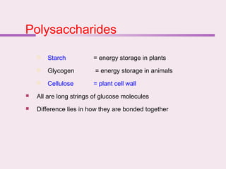 Polysaccharides
 Starch = energy storage in plants
 Glycogen = energy storage in animals
 Cellulose = plant cell wall
 All are long strings of glucose molecules
 Difference lies in how they are bonded together
 