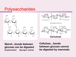 Polysaccharides
Starch...bonds between
glucose can be digested
Amylose=plant Glycogen =animal
Cellulose…bonds
between glucose cannot
be digested by mammals
 