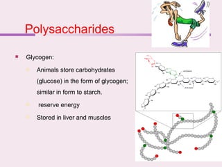 Polysaccharides
 Glycogen:
 Animals store carbohydrates
(glucose) in the form of glycogen;
similar in form to starch.
 reserve energy
 Stored in liver and muscles
 