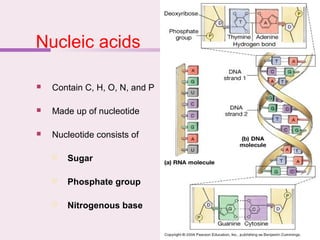 Nucleic acids
 Contain C, H, O, N, and P
 Made up of nucleotide
 Nucleotide consists of
 Sugar
 Phosphate group
 Nitrogenous base
 