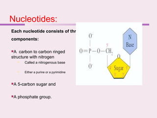 Nucleotides:
Each nucleotide consists of three
components:
A carbon to carbon ringed
structure with nitrogen
 Called a nitrogenous base
 Either a purine or a pyrimidine
A 5-carbon sugar and
A phosphate group.
 