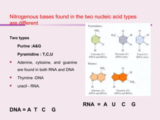 Nitrogenous bases found in the two nucleic acid types
are different
DNA = A T C G
RNA = A U C G
Two types
Purine :A&G
Pyramidine : T,C,U
 Adenine, cytosine, and guanine
are found in both RNA and DNA
 Thymine -DNA
 uracil - RNA.
 