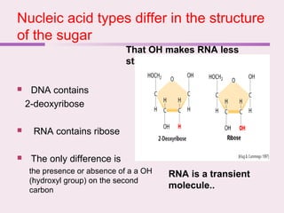 Nucleic acid types differ in the structure
of the sugar
That OH makes RNA less
stable---easily degraded
RNA is a transient
molecule..
 DNA contains
2-deoxyribose
 RNA contains ribose
 The only difference is
the presence or absence of a a OH
(hydroxyl group) on the second
carbon
 
