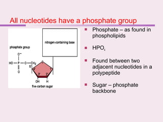 All nucleotides have a phosphate group
 Phosphate – as found in
phospholipids
 HPO4
 Found between two
adjacent nucleotides in a
polypeptide
 Sugar – phosphate
backbone
 