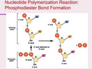 Nucleotide Polymerization Reaction:
Phosphodiester Bond Formation
 