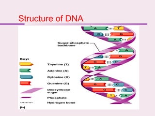 Structure of DNA
 