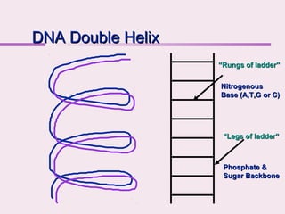 DNA Double Helix
DNA Double Helix
Nitrogenous
Nitrogenous
Base (A,T,G or C)
Base (A,T,G or C)
“
“Rungs of ladder”
Rungs of ladder”
“
“Legs of ladder”
Legs of ladder”
Phosphate &
Phosphate &
Sugar Backbone
Sugar Backbone
 