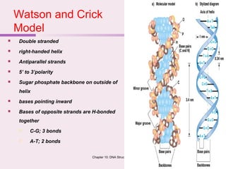 Chapter 10: DNA Structure & Analysis 32
Watson and Crick
Model
 Double stranded
 right-handed helix
 Antiparallel strands
 5’ to 3’polarity
 Sugar phosphate backbone on outside of
helix
 bases pointing inward
 Bases of opposite strands are H-bonded
together
 C-G; 3 bonds
 A-T; 2 bonds
 