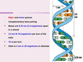 • Major and minor groove
• Complementary base pairing
 Bases are 0.34 nm (3.4 angstroms) apart
in a strand
 3.4 nm 0r 34 angstroms per turn of the
helix
 10 nt per turn
 Helix is 2 nm or 20 angstroms in diameter
 