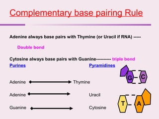 Complementary base pairing Rule
Adenine always base pairs with Thymine (or Uracil if RNA) -----
Double bond
Cytosine always base pairs with Guanine---------- triple bond
Purines Pyramidines
Adenine Thymine
Adenine Uracil
Guanine Cytosine
G C
T A
 