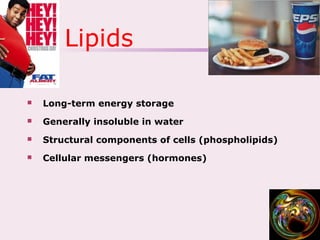 Lipids
 Long-term energy storage
 Generally insoluble in water
 Structural components of cells (phospholipids)
 Cellular messengers (hormones)
 
