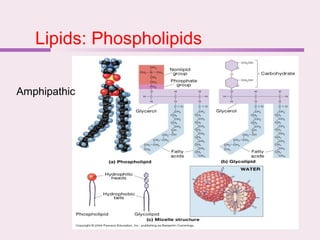 Lipids: Phospholipids
Amphipathic
 