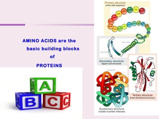 AMINO ACIDS are the
basic building blocks
of
PROTEINS
 