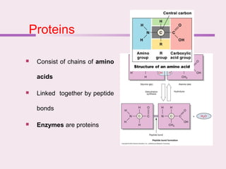 Proteins
 Consist of chains of amino
acids
 Linked together by peptide
bonds
 Enzymes are proteins
 