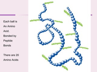Each ball is
An Amino
Acid.
Bonded by
Peptide
Bonds
There are 20
Amino Acids
 
