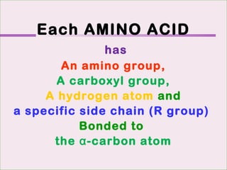 Each AMINO ACID
has
An amino group,
A carboxyl group,
A hydrogen atom and
a specific side chain (R group)
Bonded to
the α-carbon atom
 