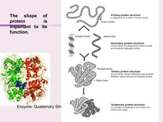 The shape of
protein is
important to its
function.
Enzyme: Quaternary Structure
 