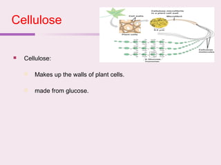 Cellulose
 Cellulose:
 Makes up the walls of plant cells.
 made from glucose.
 